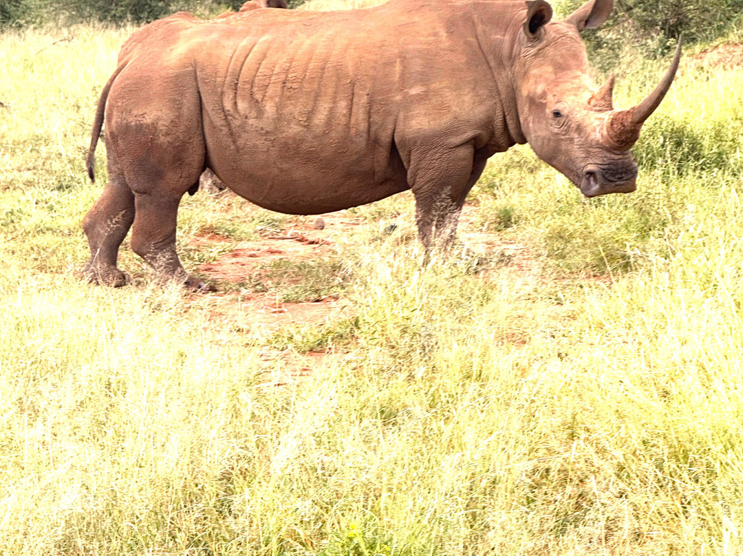 African Safari Group-开普敦必去景点