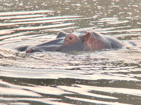Shoor Safaris Kenya-内罗毕必去景点
