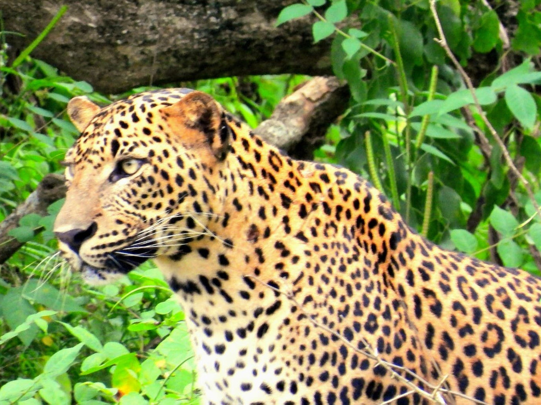 Majestic Safari Yala-蒂瑟默哈拉默必去景点