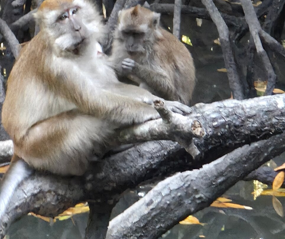 Langkawi Mangrove Night Safari-兰卡威必去景点