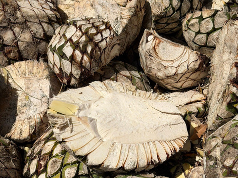 De Koppere Travel PV-瓦拉塔港必去景点