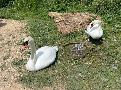 Abbotsbury Swannery-Abbotsbury必去景点