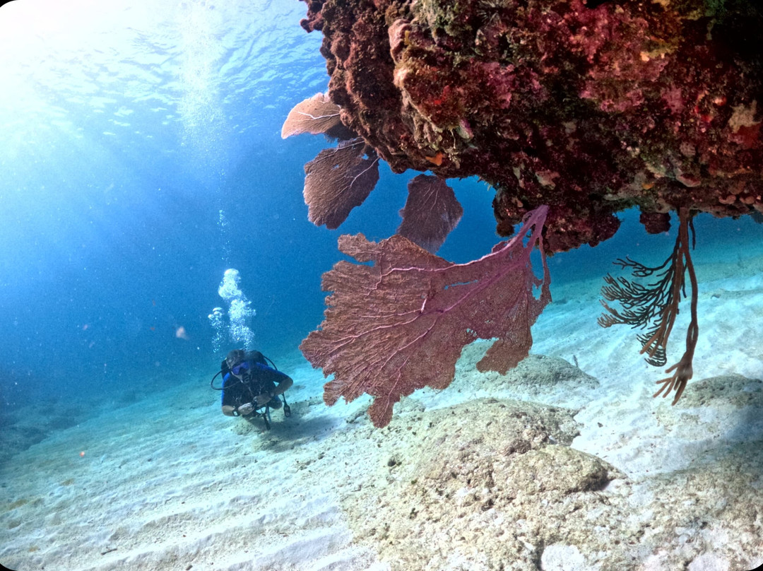 Varadero Diving Tour-Playa Larga必去景点