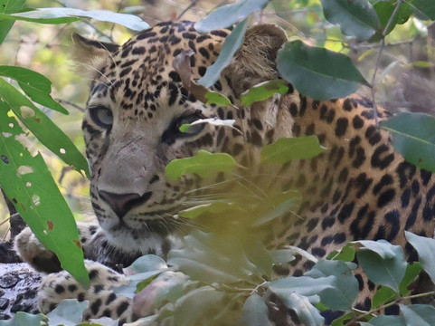 Tadoba Andhari National Park-Chandrapur District必去景点
