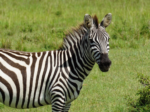 Afrikan Accent Adventures-内罗毕必去景点