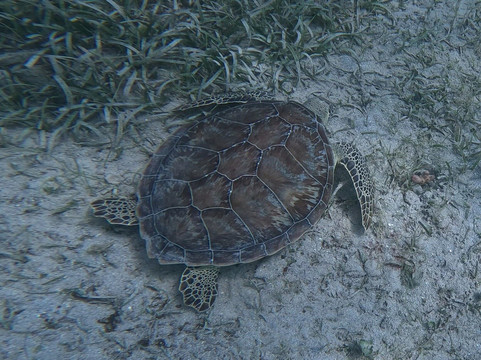 Vieques Snorkel Tours-维切克岛必去景点