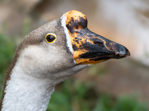 Zoo Das Aves-Pocos de Caldas必去景点