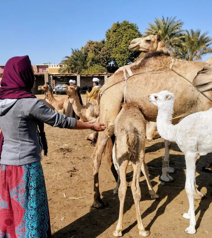 Aswan Felucca Tour: Imaginative Felucca-亚斯文必去景点