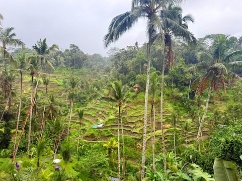 Lovina Transport Bali 007-罗威那海滩必去景点