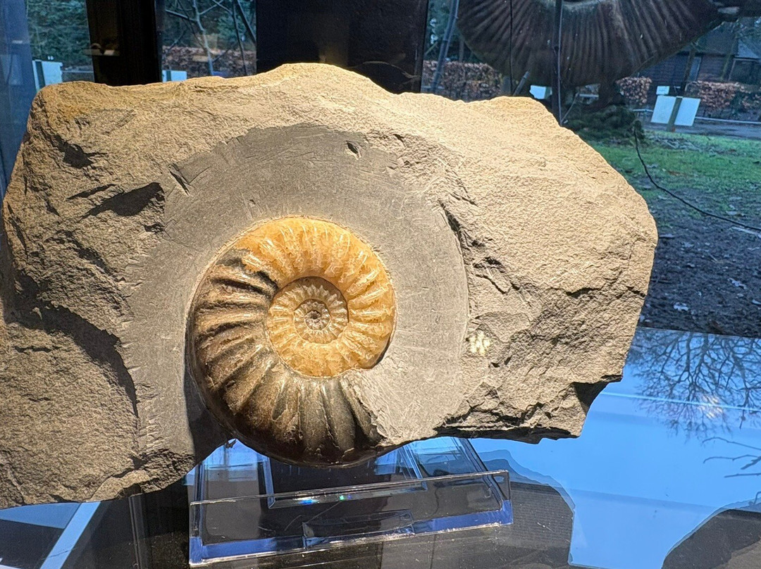 Het Oertijdmuseum-Boxtel必去景点