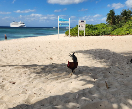 Spotts Beach-大开曼岛必去景点