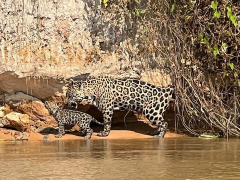 Pantanal Photo Tours-伊利亚贝拉必去景点