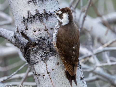 American Birding Guides-Patagonia必去景点