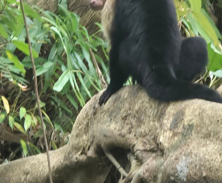 Monkey Mangrove Tour-克波斯必去景点