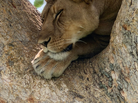 Albrieux Africa Tours Uganda Ltd-坎帕拉必去景点