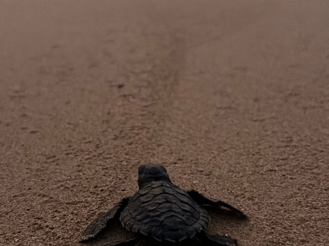 Galbokka Sea Turtle Hatchery-科斯戈德必去景点