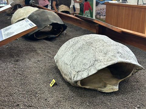 Charles Darwin Research Station-阿约拉港必去景点