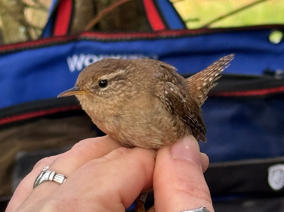 Wild New Forest Guided Tours-利明顿必去景点