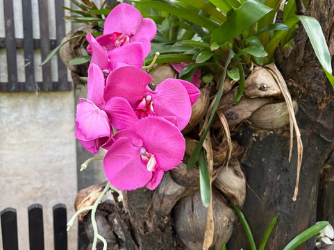 桐艾府班普度假村主图