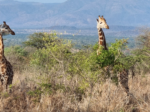 Mamaland Safaris-坎帕拉必去景点