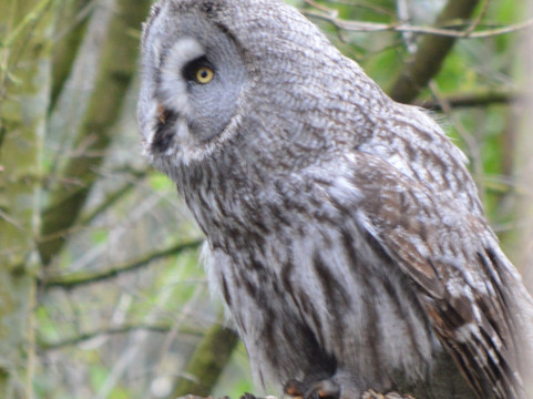 Hawk Conservancy Trust Bird of Prey Centre-Andover必去景点