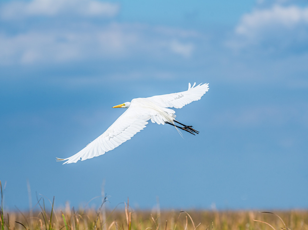 Airboat Rides West Palm Beach-西棕榈滩必去景点