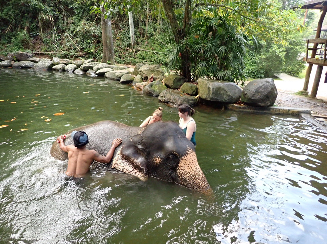 Phang Nga Elephant Park-攀牙必去景点