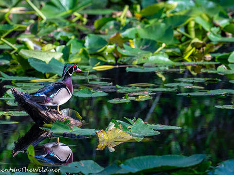 Six Mile Cypress Slough Preserve-迈尔斯堡必去景点