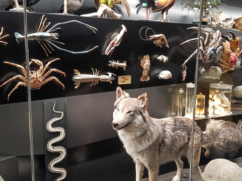 森肯伯格自然历史博物馆-法兰克福必去景点