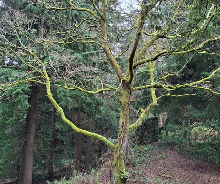 Treetop Walk Avondale-Rathdrum必去景点