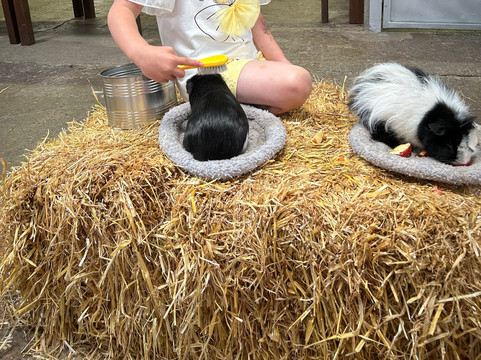 Hesketh Farm Park-斯基普顿必去景点