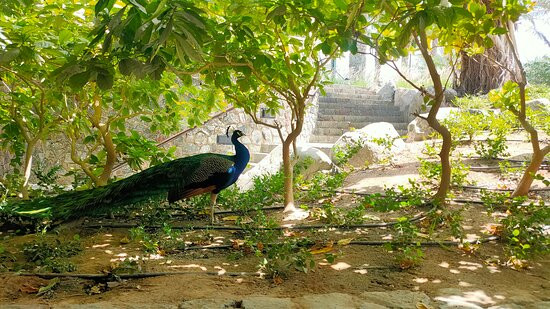 JA 海滩酒店，迪拜主图