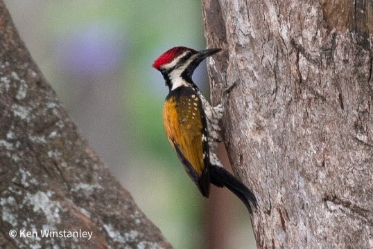 马西尼古蒂丛林小屋-官方