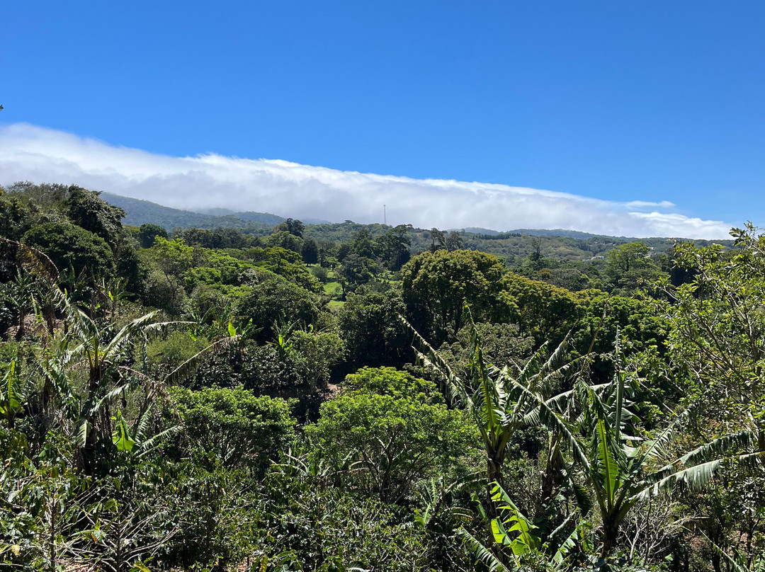 Café Monteverde Coffee Tour-圣埃伦娜必去景点