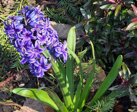 Priory Gardens-奥尔平顿必去景点