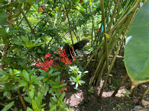 Siquijor Butterfly Sanctuary-锡基霍尔岛必去景点