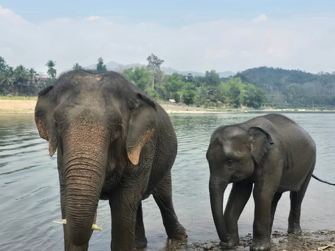 MandaLao Elephant Conservation-琅勃拉邦必去景点