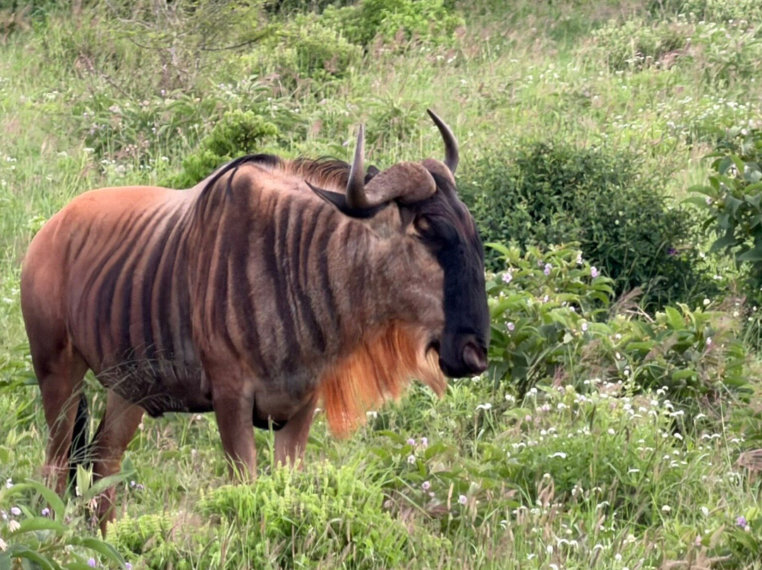 Safari Desire-Sekenani必去景点