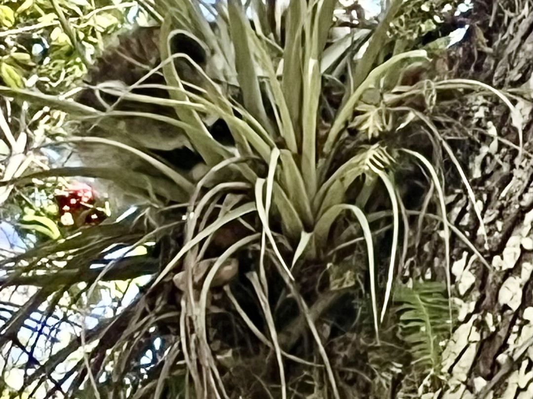 美洲狮国家野生动物保护区-Immokalee必去景点