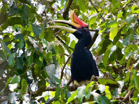 Bukit Lawang Travel-武吉拉旺必去景点