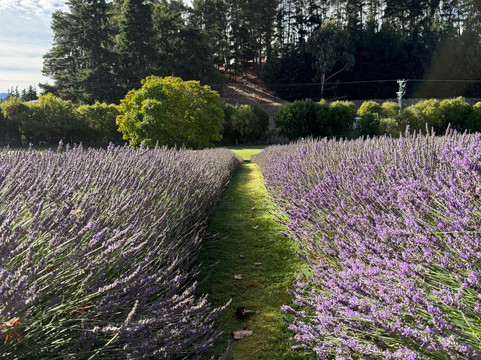 瓦纳卡薰衣草农场-瓦纳卡必去景点