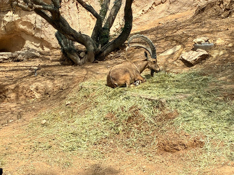 Al Ain Zoo 2017 2018 2019-艾因市必去景点
