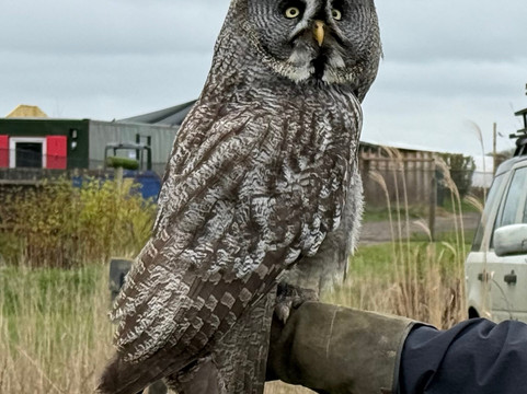 Millets Farm Falconry Centre-弗里福德希斯必去景点