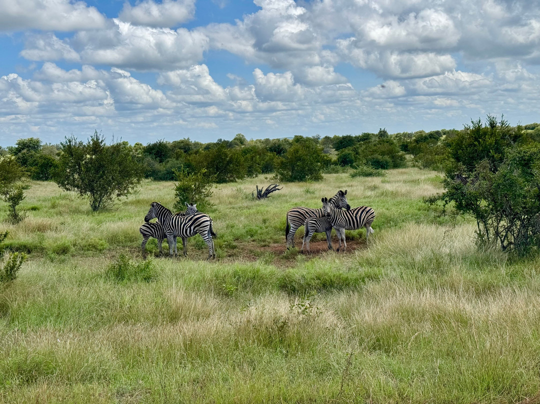 Kurt Safari-克鲁格国家公园必去景点