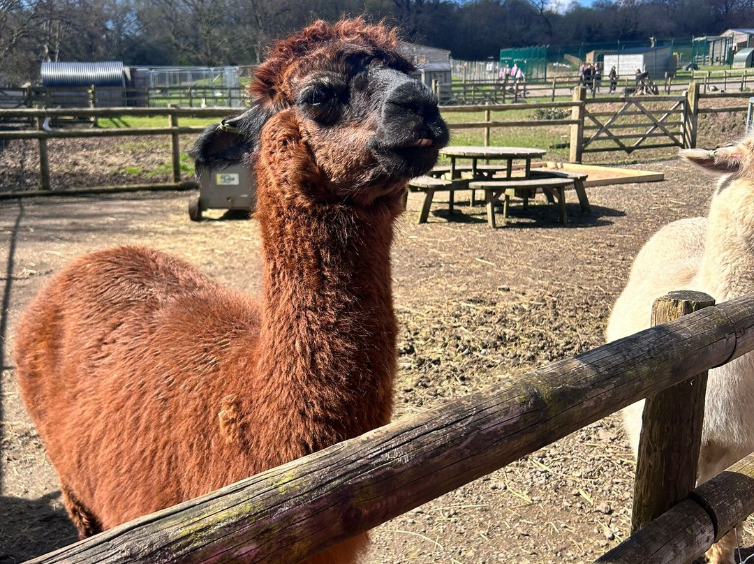 The Meadows Farm-卡菲利必去景点