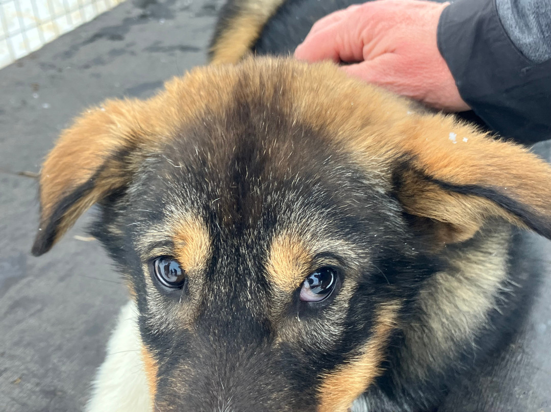 Green Dog Svalbard-朗伊尔城必去景点