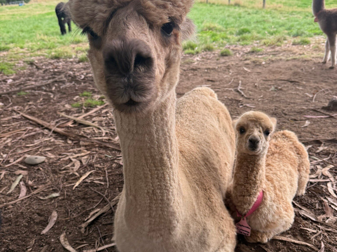 Kepler Mountain View Alpacas-马纳普里必去景点