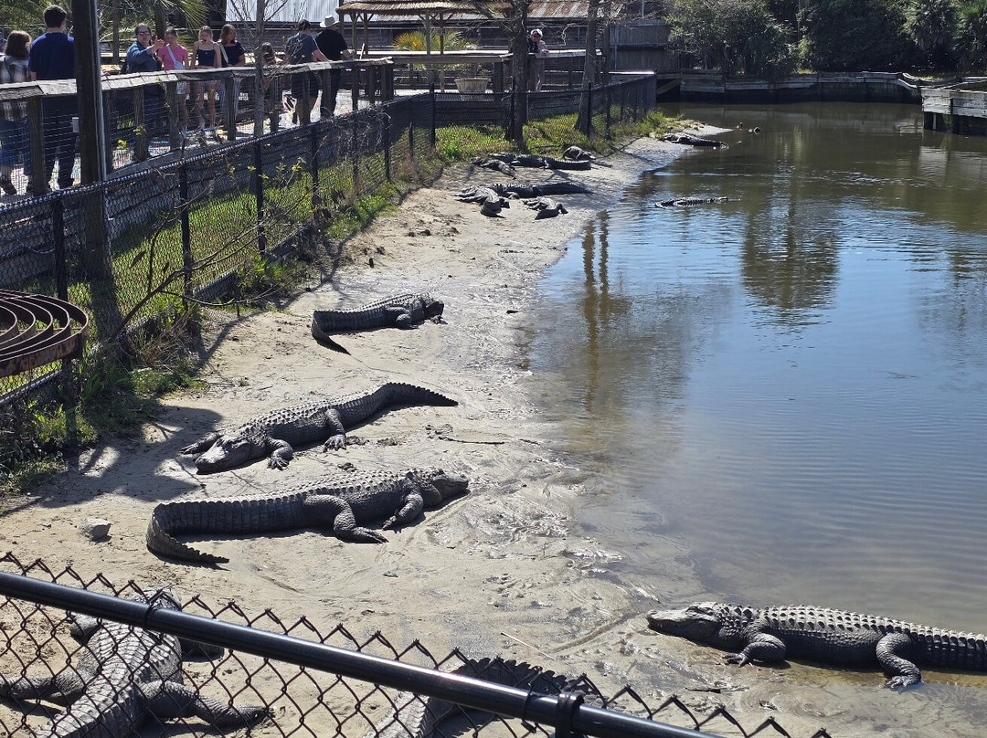 Alligator Adventure-美特尔海滩必去景点