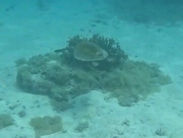 Miyakojima Diving Shop Guide-Ya-San-宫古岛市必去景点