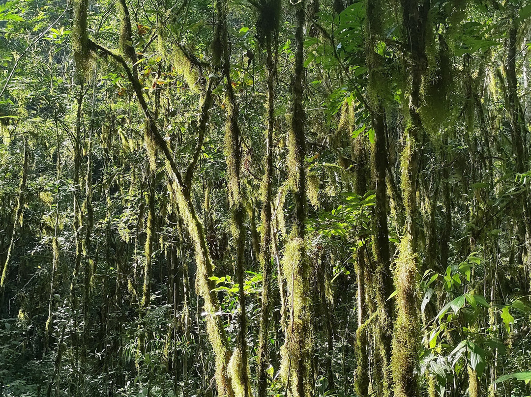 Parque Municipal Teixeira Soares-Marcelino Ramos必去景点